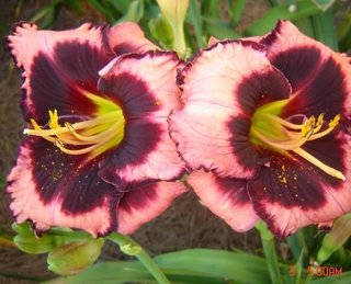 Hemerocallis Circus Performer – Plum Ruffled