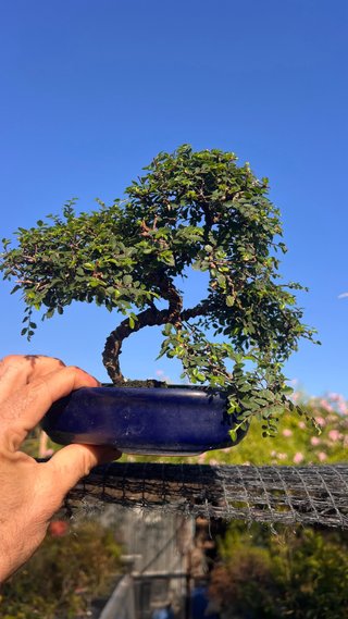 BONSAI OLMO / ULMUS PARVIFOLIA DE HOJA DIMINUTA