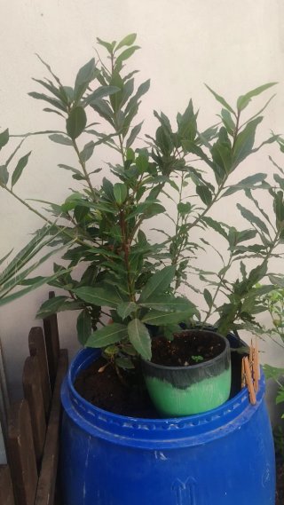 Laurus Nobilis - Planta de Laurel