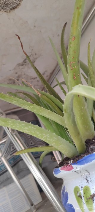 Planta Aloe Vera