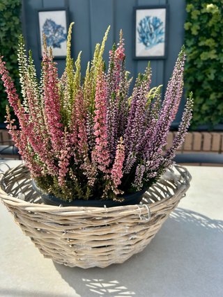 Planta Natural con Cesto de Mimbre