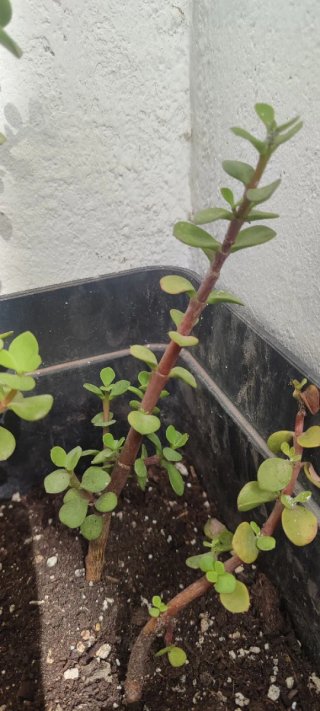 Portulacaria afra (árbol de la abundancia)