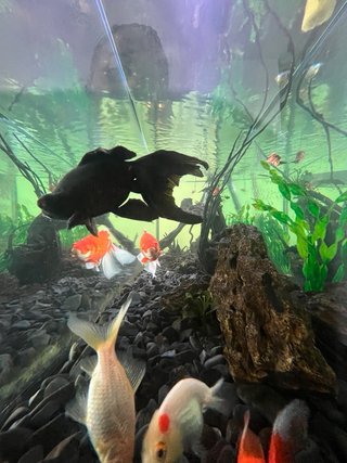Acuario ICA 750L 200x50x75cm