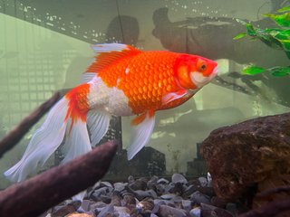 Acuario ICA 750L 200x50x75cm