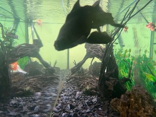 Acuario ICA 750L 200x50x75cm