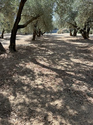 Terreno rústico con olivos de regadio