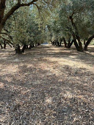 Terreno rústico con olivos de regadio