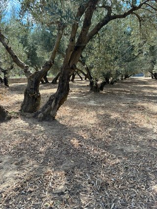 Terreno rústico con olivos de regadio