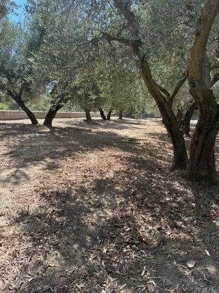 Terreno rústico con olivos de regadio