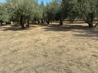 Terreno rústico con olivos de regadio
