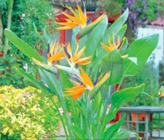 Semillas Ave del Paraíso (Strelitzia reginae)