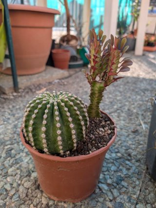 Echinopsis e Euphorbia