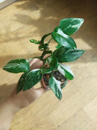 Philodendron White Princess planta