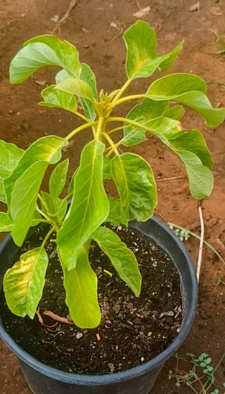 Plantónes de Aguacate - 3 años