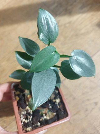 Philodendron Hastatum (Silver Sword)