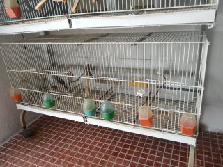 Jaula de metro para pájaros
