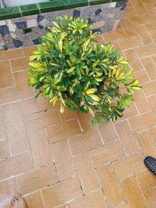 Planta Schefflera Variegata en Maceta