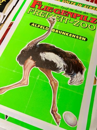 Poster Fliegenpilz Freizeit-Zoo Alfeld