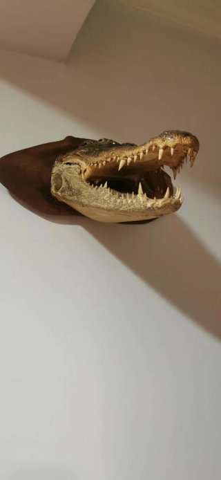 Cabeza de Cocodrilo Decorativa