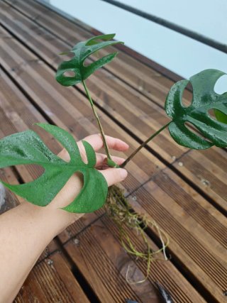 Monstera minima / tetraspesma