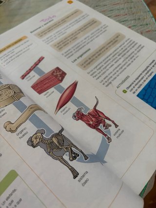 Ciencias de la naturaleza 6º primaria serie inv...