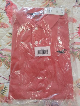 Polo Hollister