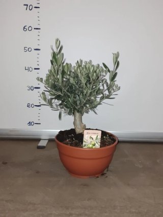 Olivo en maceta