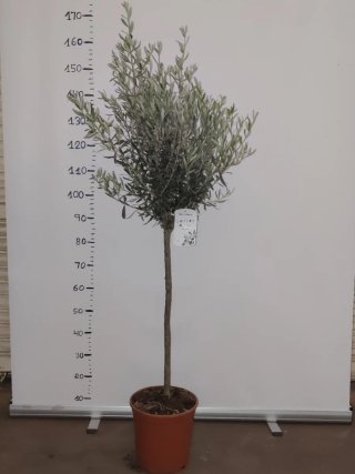 Olivo en maceta