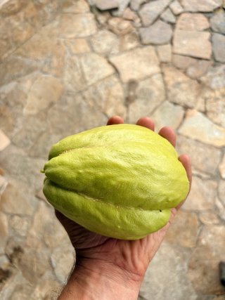 Chayote para comer o plantar