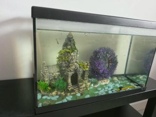 Acuario con decoración