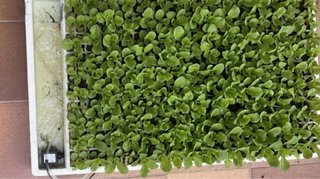 Plantones de lechuga para huerto