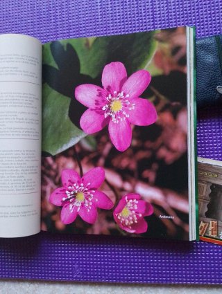 El gran libro de la jardinería