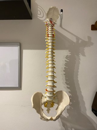 Modelo anatómico de columna vertebral y pelvis