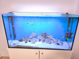 Acuario 288L con mueble blanco completo