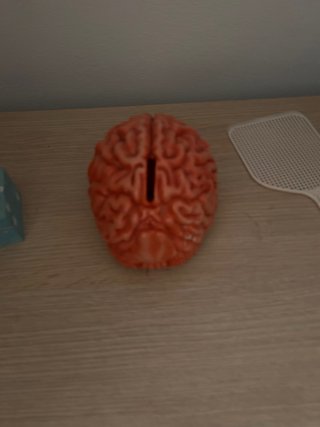 Modello anatomico di cervello