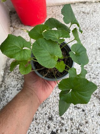 -Planta de violetas en maceta