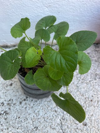 -Planta de violetas en maceta
