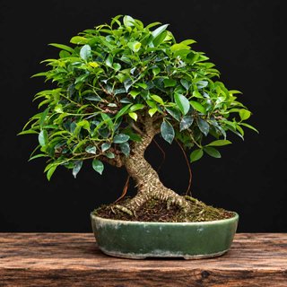 Bonsái Ficus microcarpa