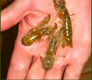 Bombas chuponas para extraer cebo de pesca