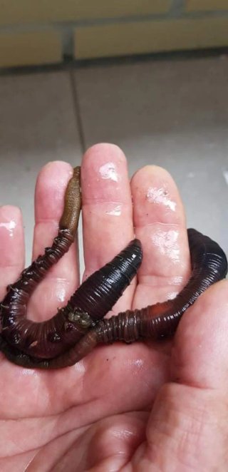Bombas chuponas para extraer cebo de pesca