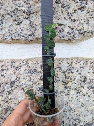 Rhaphidophora Cryptantha planta