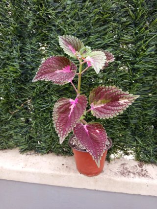 Planta Coleus para interior/exterior