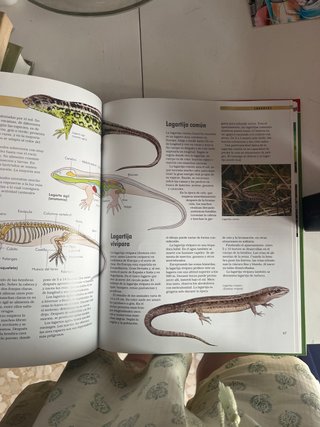 libro infantil de anfibios y reptiles