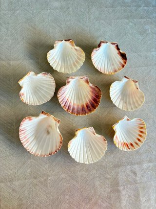 Set de 7 Conchas de Vieira