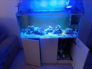 Acuario Marino Completo
