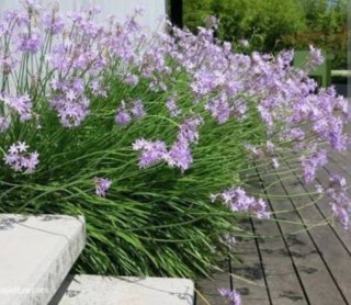 Planta tulbaghia violacea