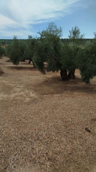 Olivos en venta zona ATALAYON