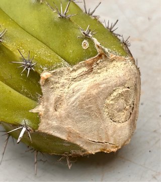 Esqueje Polaskia Chichipe sin raíz