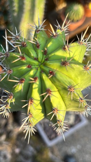 Polaskia Chichipe esqueje sin raíz