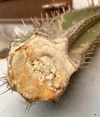 Polaskia Chichipe esqueje sin raíz